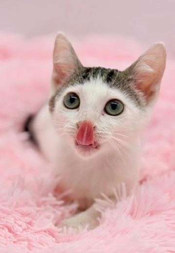 Enlarge Mr. Pib, a Adoptable Domestic Short Hair in Covington, LA image 4/6