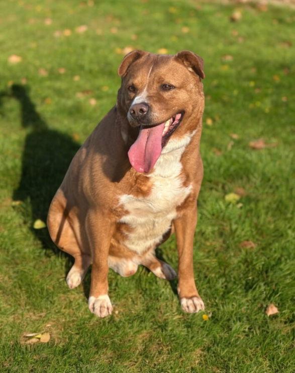 Fredrick, Adoptable, Adult Male Labrador Retriever.