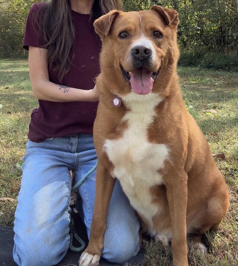 Fredrick, Adoptable, Adult Male Labrador Retriever.