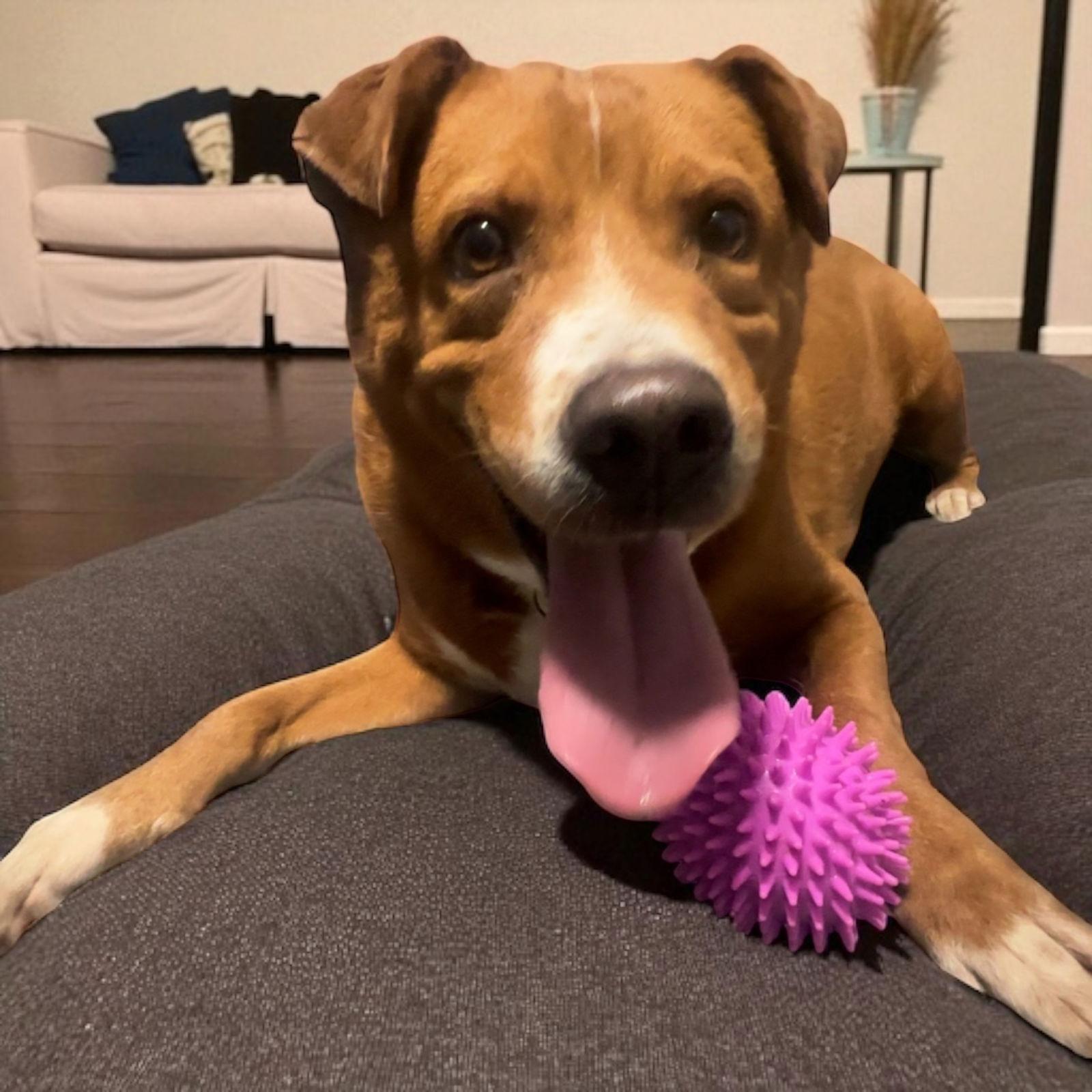 Fredrick, a Adoptable Labrador Retriever in Nashville, TN image 2/3