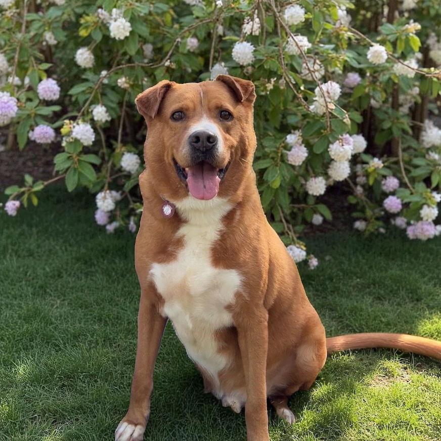 Fredrick, a Adoptable Labrador Retriever in Nashville, TN image 3/3
