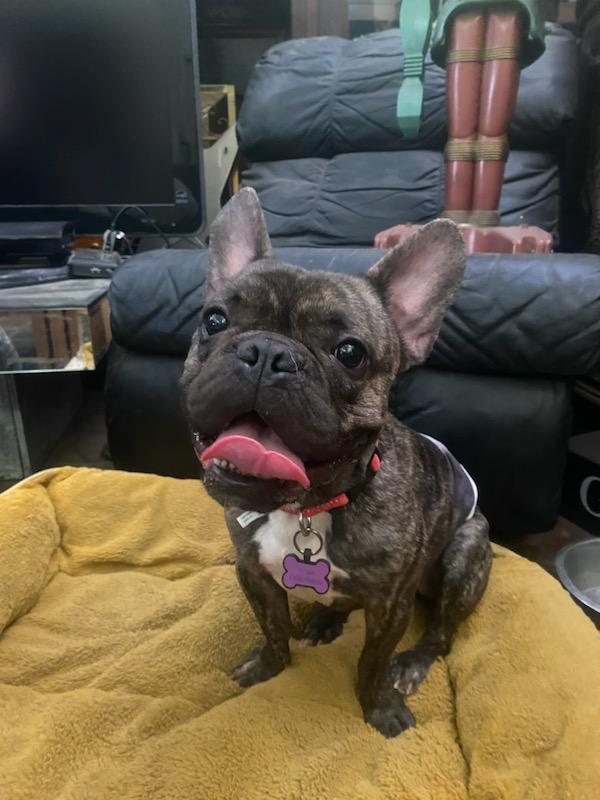 Enlarge Gizmo, a Adoptable French Bulldog in Los Angeles, CA image 3/3