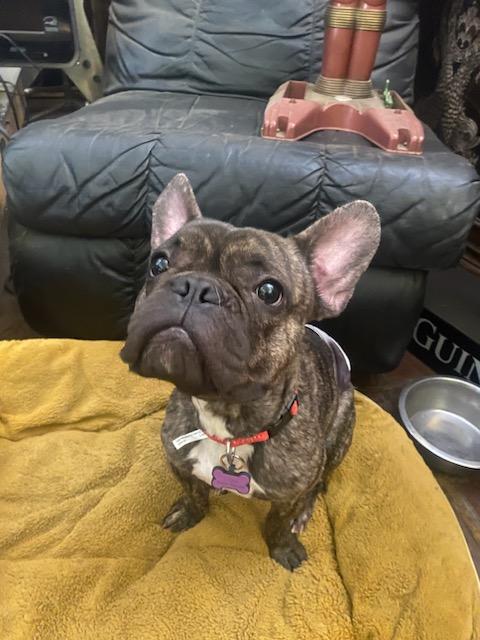 Gizmo, Adoptable, Young Male French Bulldog.