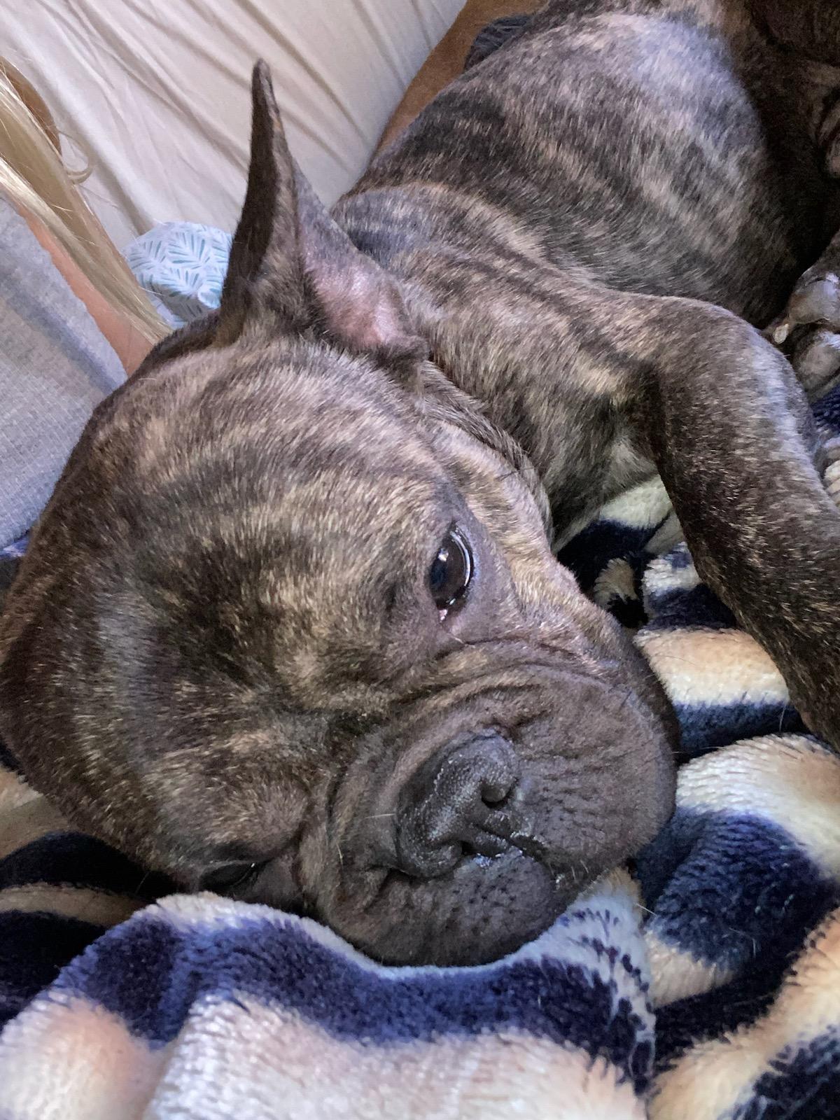 Enlarge Gizmo, a Adoptable French Bulldog in Los Angeles, CA image 2/3