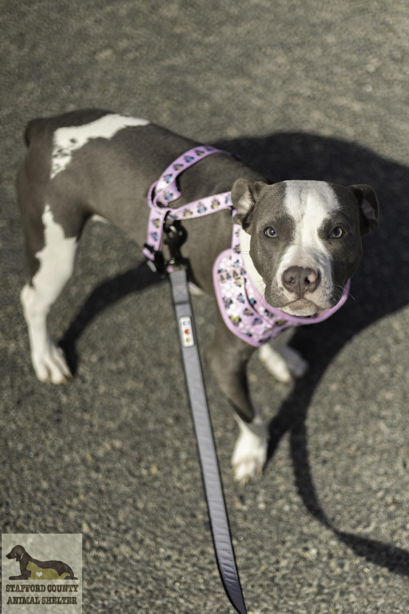 Enlarge Banana **AVAILABLE FOR ADOPTION 04-14-2026**, an adopted Pit Bull Terrier in Stafford, VA image 2/4