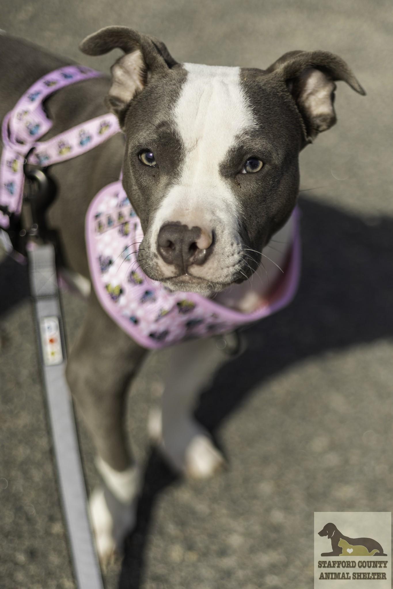 Enlarge Banana **AVAILABLE FOR ADOPTION 04-14-2026**, an adopted Pit Bull Terrier in Stafford, VA image 3/4