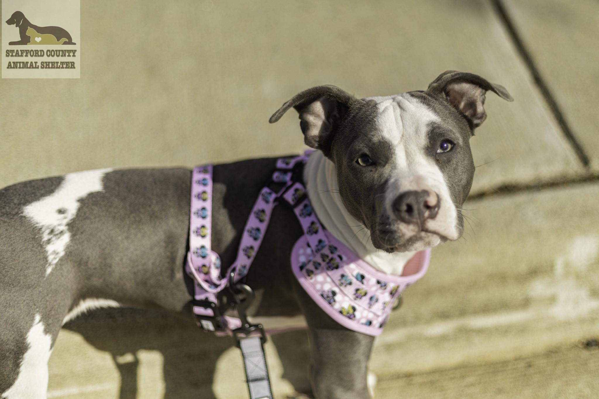 Enlarge Banana **AVAILABLE FOR ADOPTION 04-14-2026**, an adopted Pit Bull Terrier in Stafford, VA image 1/4