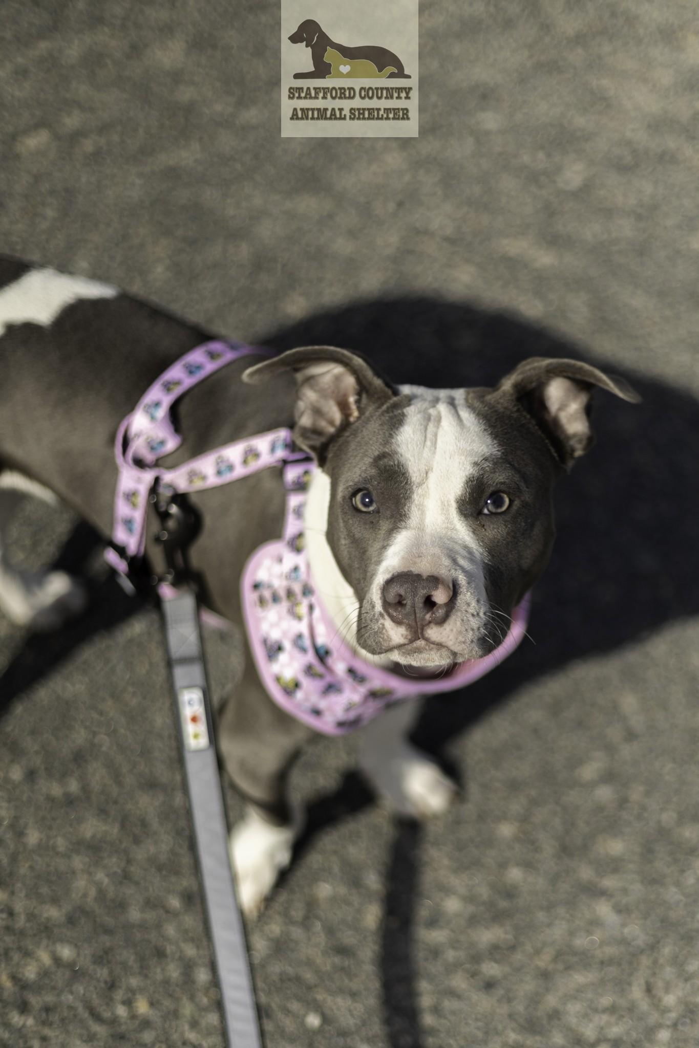 Enlarge Banana **AVAILABLE FOR ADOPTION 04-14-2026**, an adopted Pit Bull Terrier in Stafford, VA image 4/4