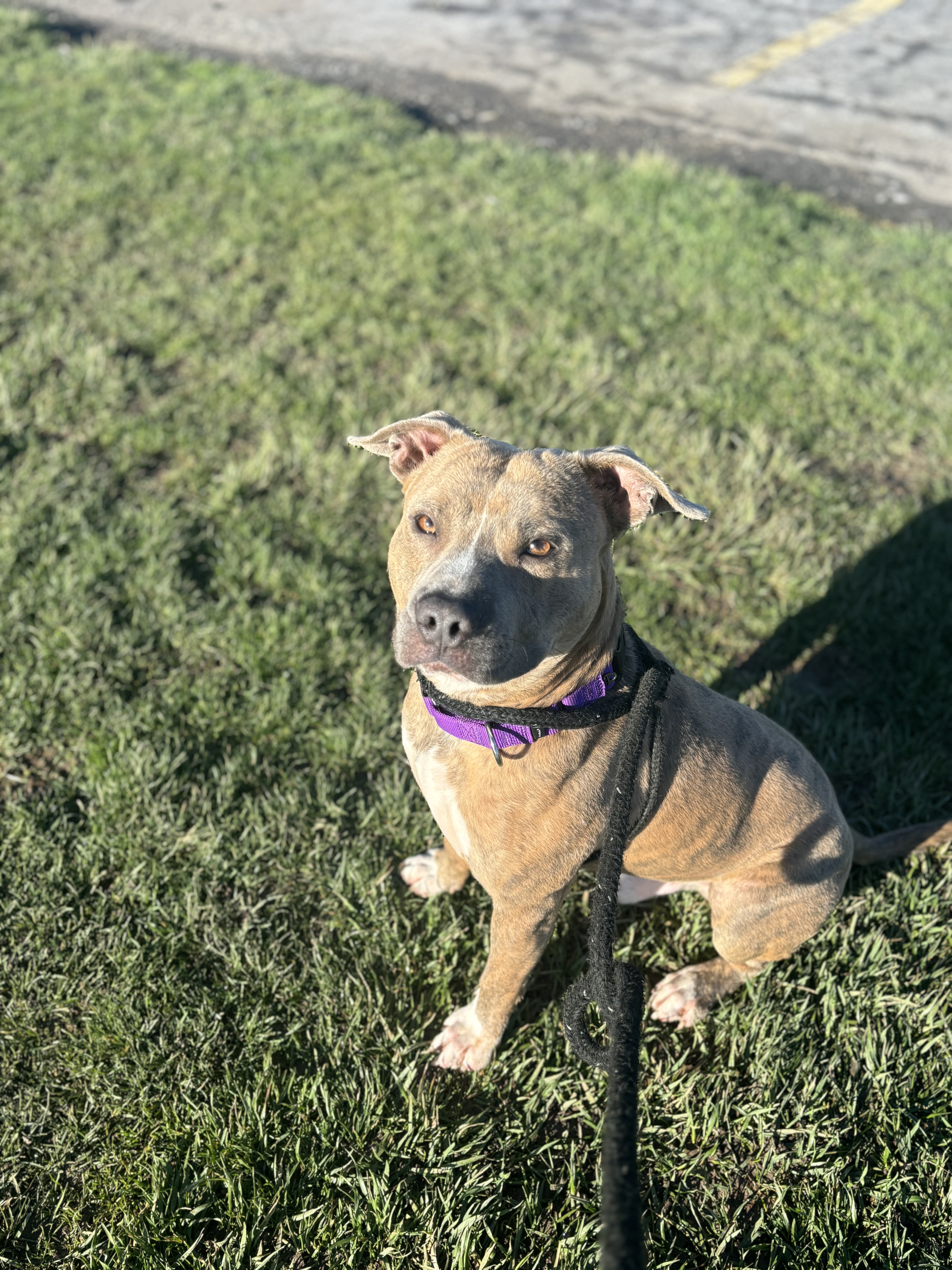 Enlarge Clay , a Adopted mixed breed in North Syracuse, NY image 1/5