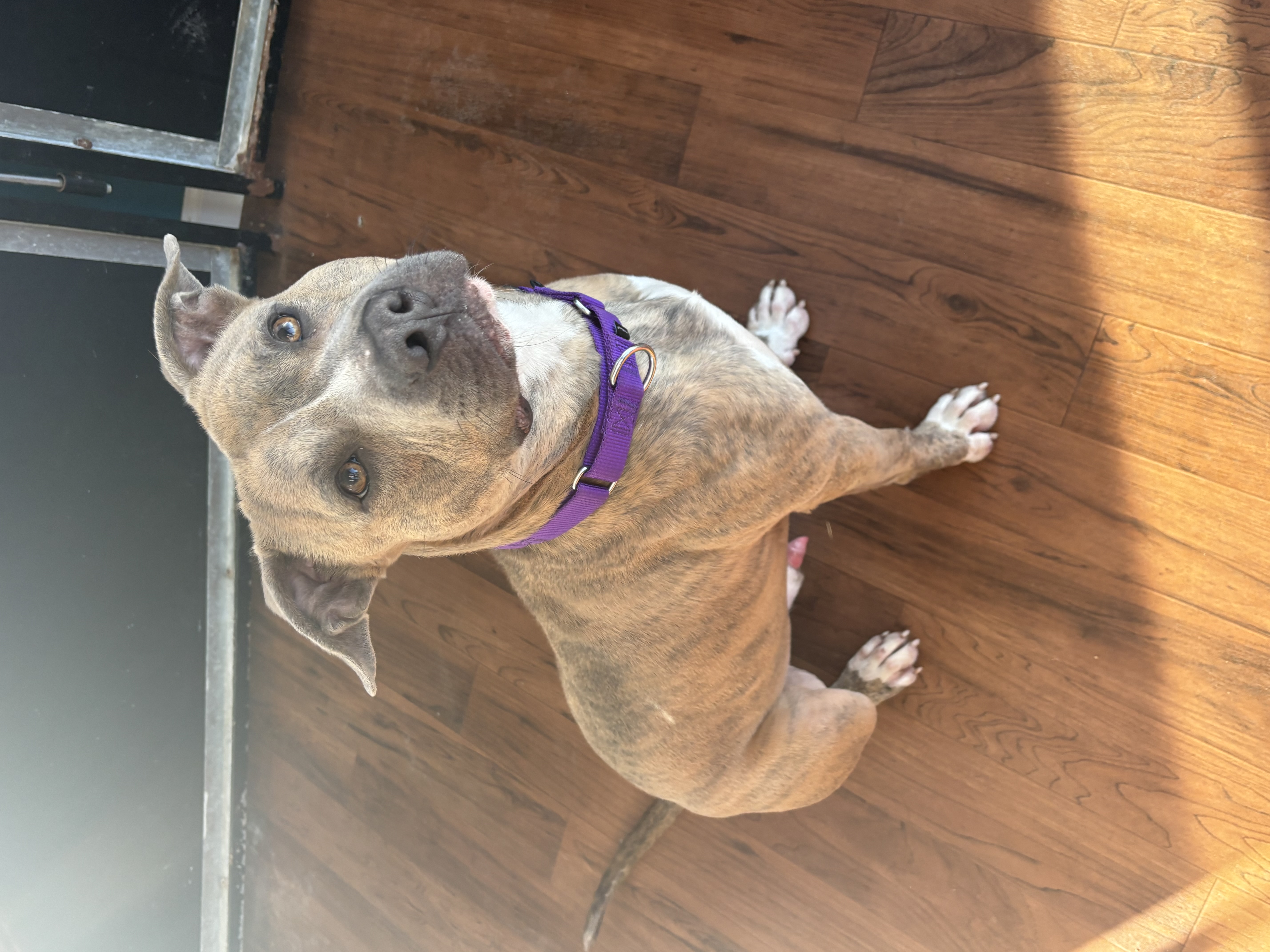 Enlarge Clay , a Adopted mixed breed in North Syracuse, NY image 3/5