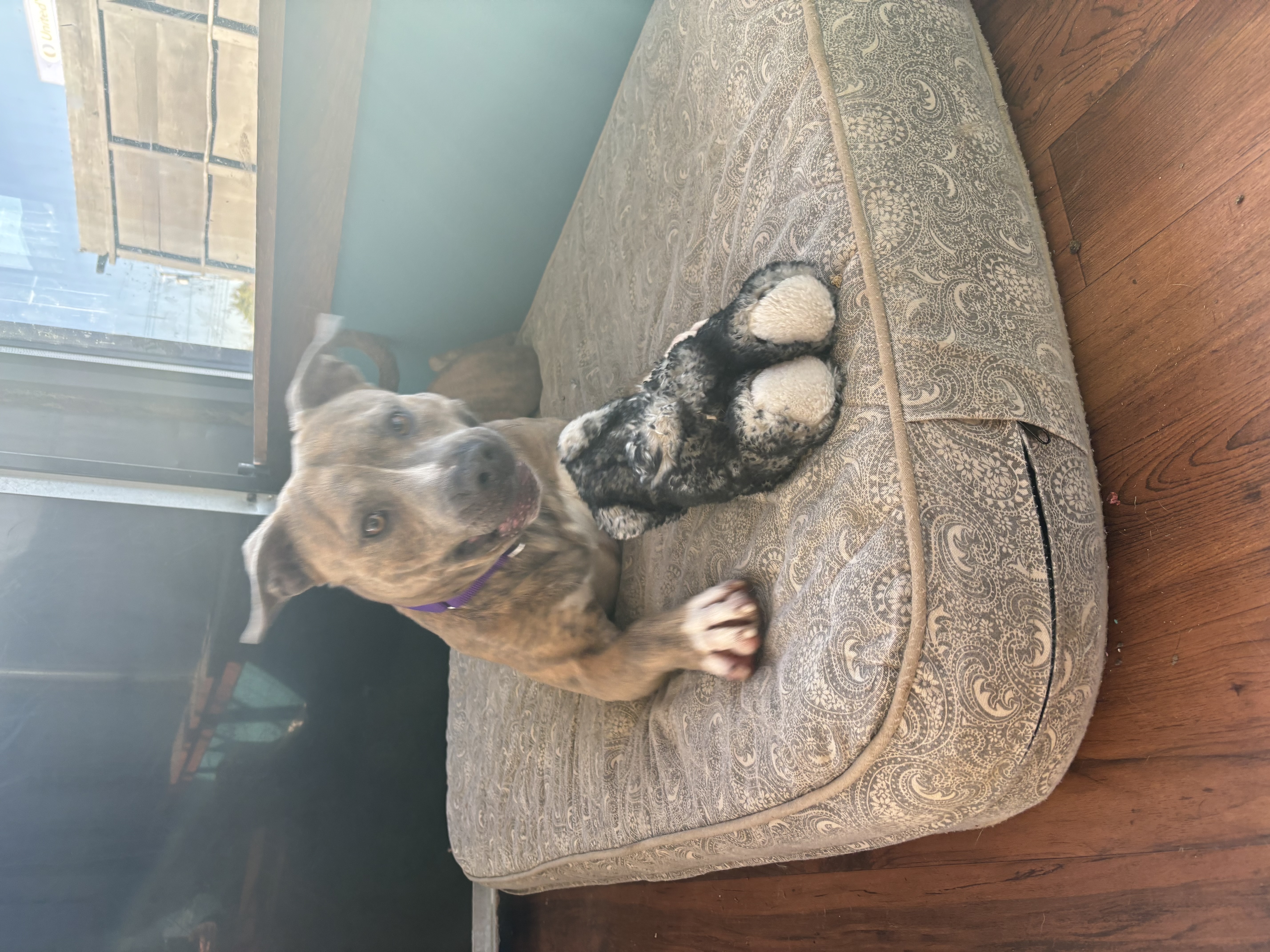 Enlarge Clay , a Adopted mixed breed in North Syracuse, NY image 4/5