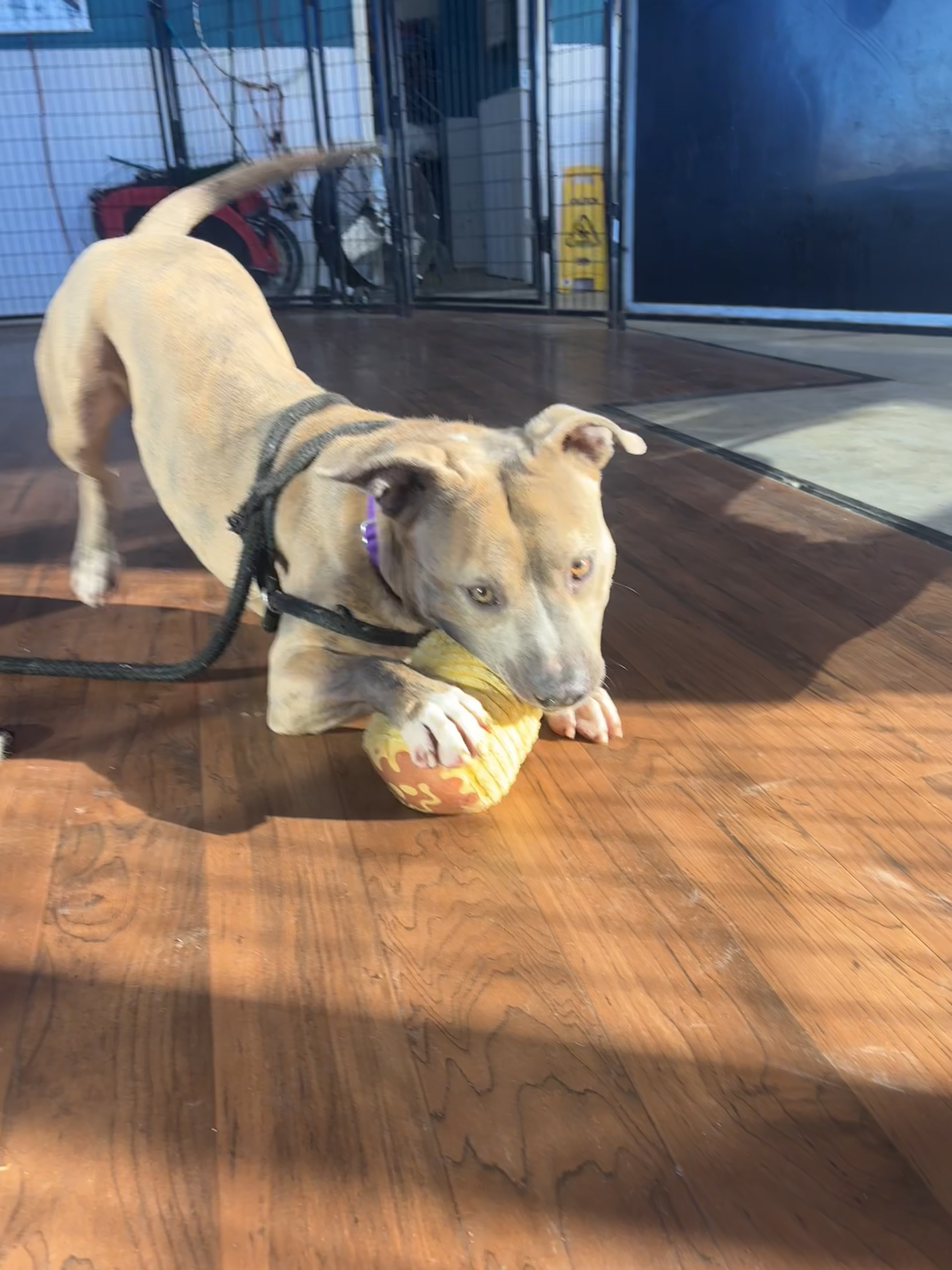 Clay , Adopted, Young Male Mixed Breed.