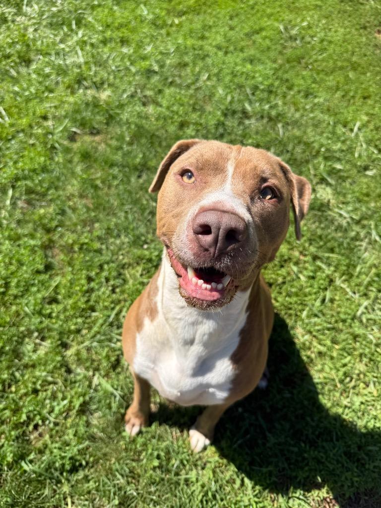 Sally aka Nyah, Adoptable, Adult Female Boxer & Mixed Breed.