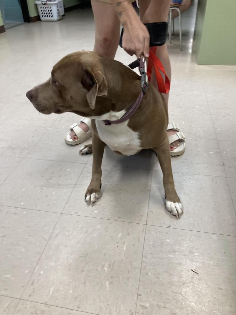 Sally aka Nyah, a Adoptable mixed breed in Burnsville, NC image 3/6
