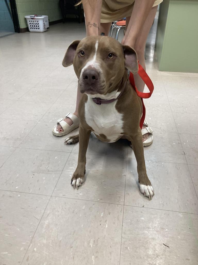 Sally aka Nyah, a Adoptable mixed breed in Burnsville, NC image 4/6