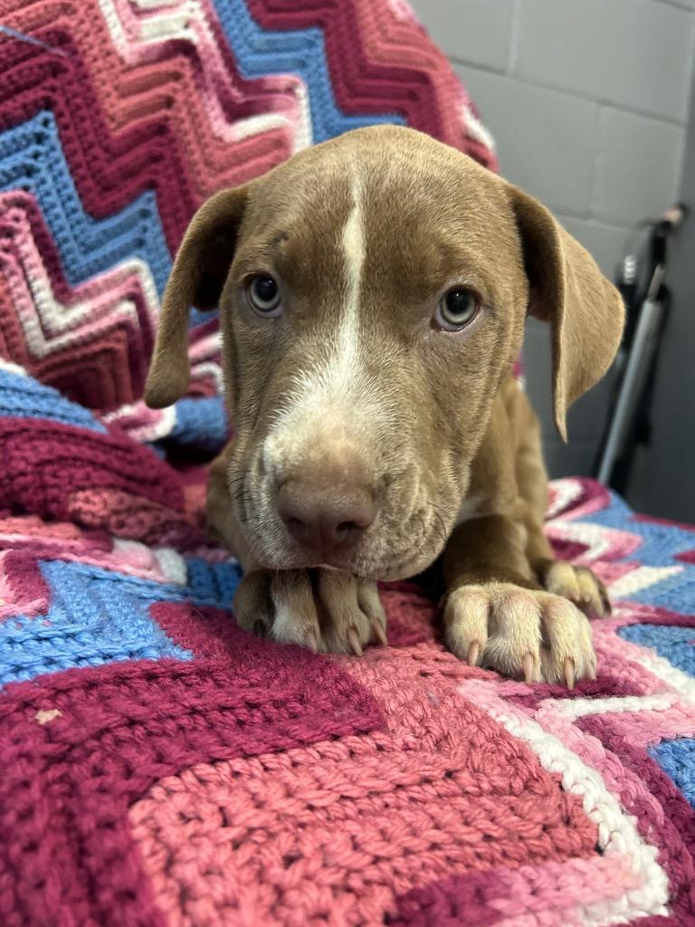 Sally aka Nyah, a Adoptable mixed breed in Burnsville, NC image 5/6