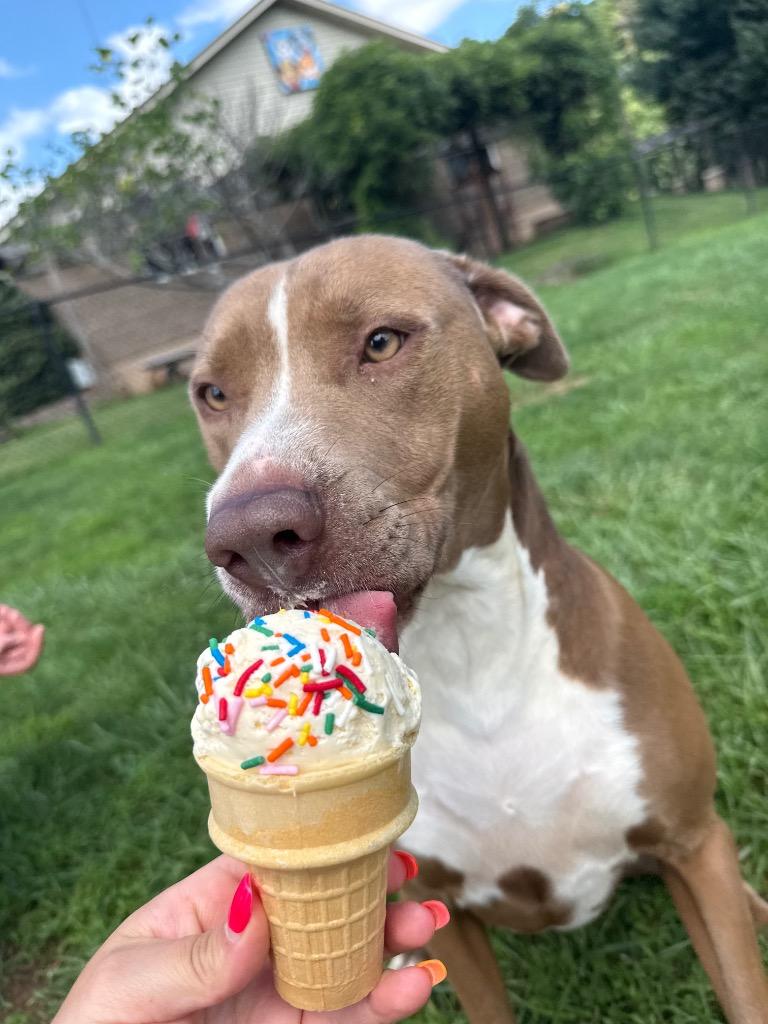 Sally aka Nyah, a Adoptable mixed breed in Burnsville, NC image 6/6