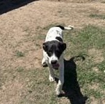 Enlarge SCOUT - Transport Available, a Adoptable English Foxhound in Nottingham, MD image 3/5