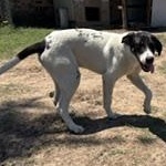 Enlarge SCOUT - Transport Available, a Adoptable English Foxhound in Nottingham, MD image 4/5