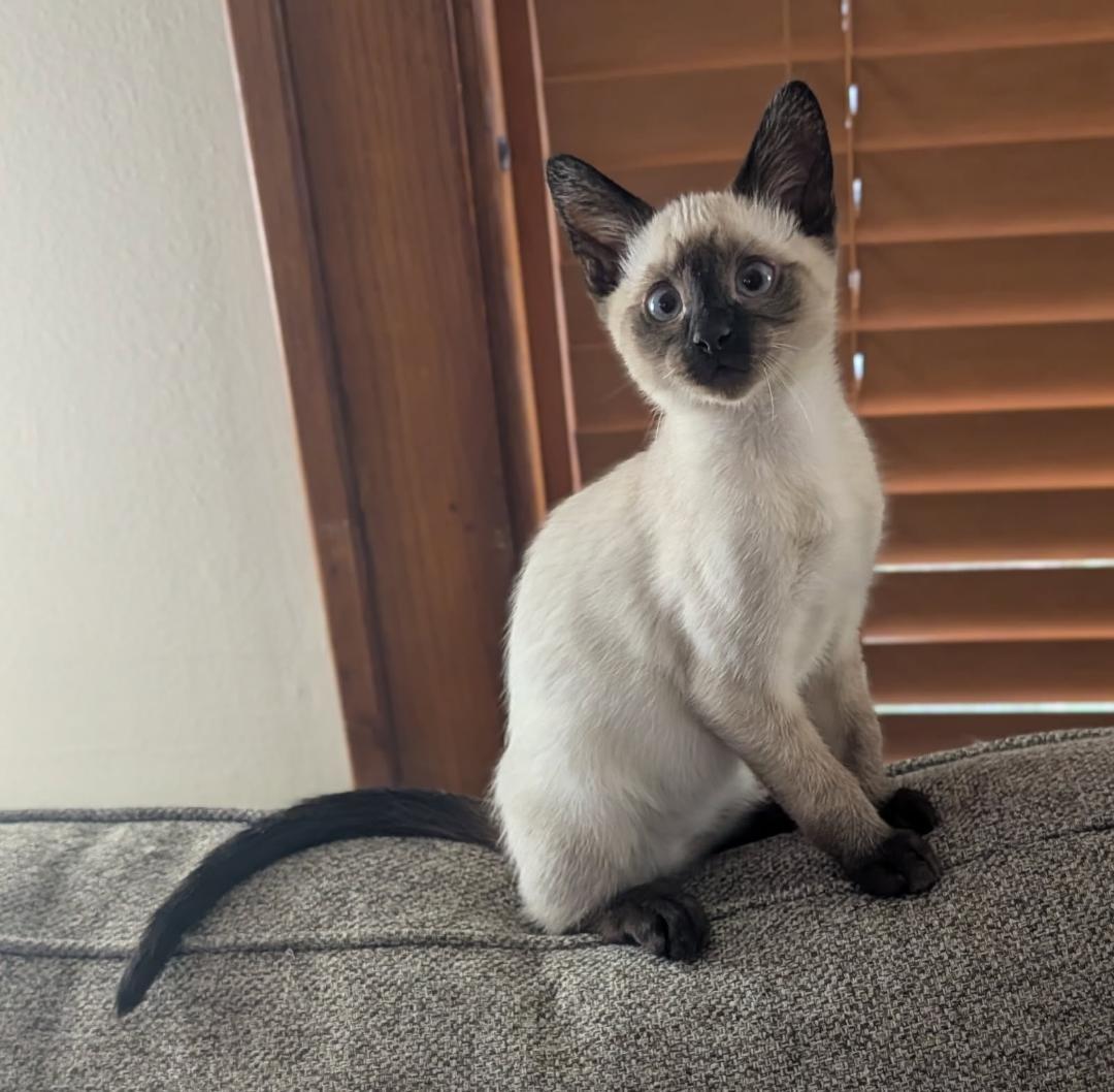 Mr. Pumpkin - NO LONGER TAKING APPLICATIONS, adopted, Kitten Male Domestic Short Hair & Siamese.