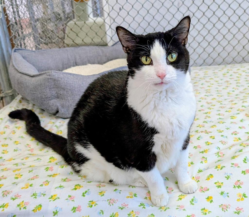 Daisey 25, a Adoptable mixed breed in Peoria, AZ image 1/3