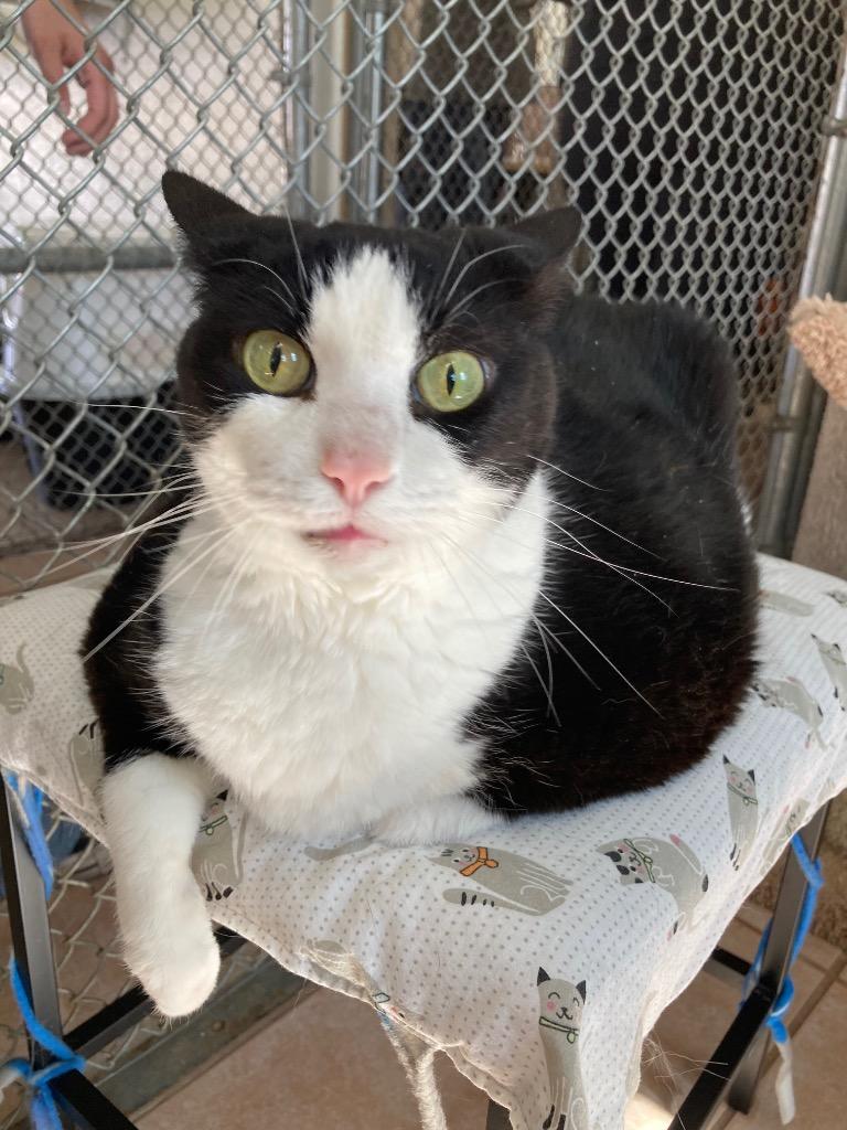 Daisey 25, a Adoptable mixed breed in Peoria, AZ image 2/3