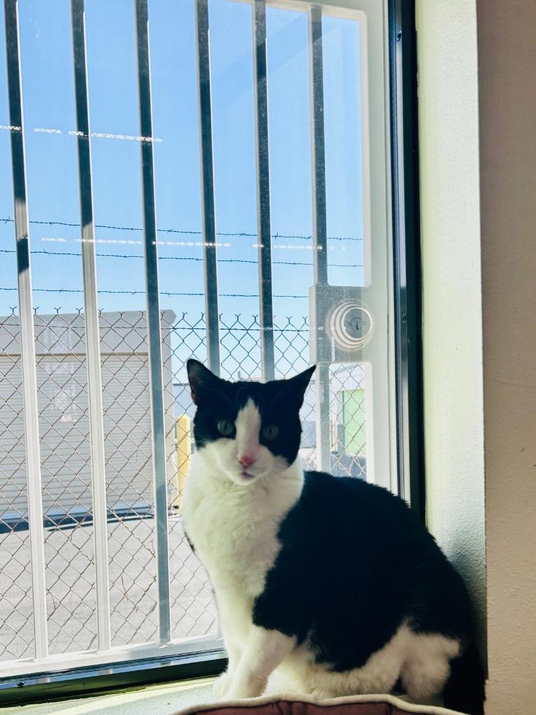 Daisey 25, a Adoptable mixed breed in Peoria, AZ image 3/3