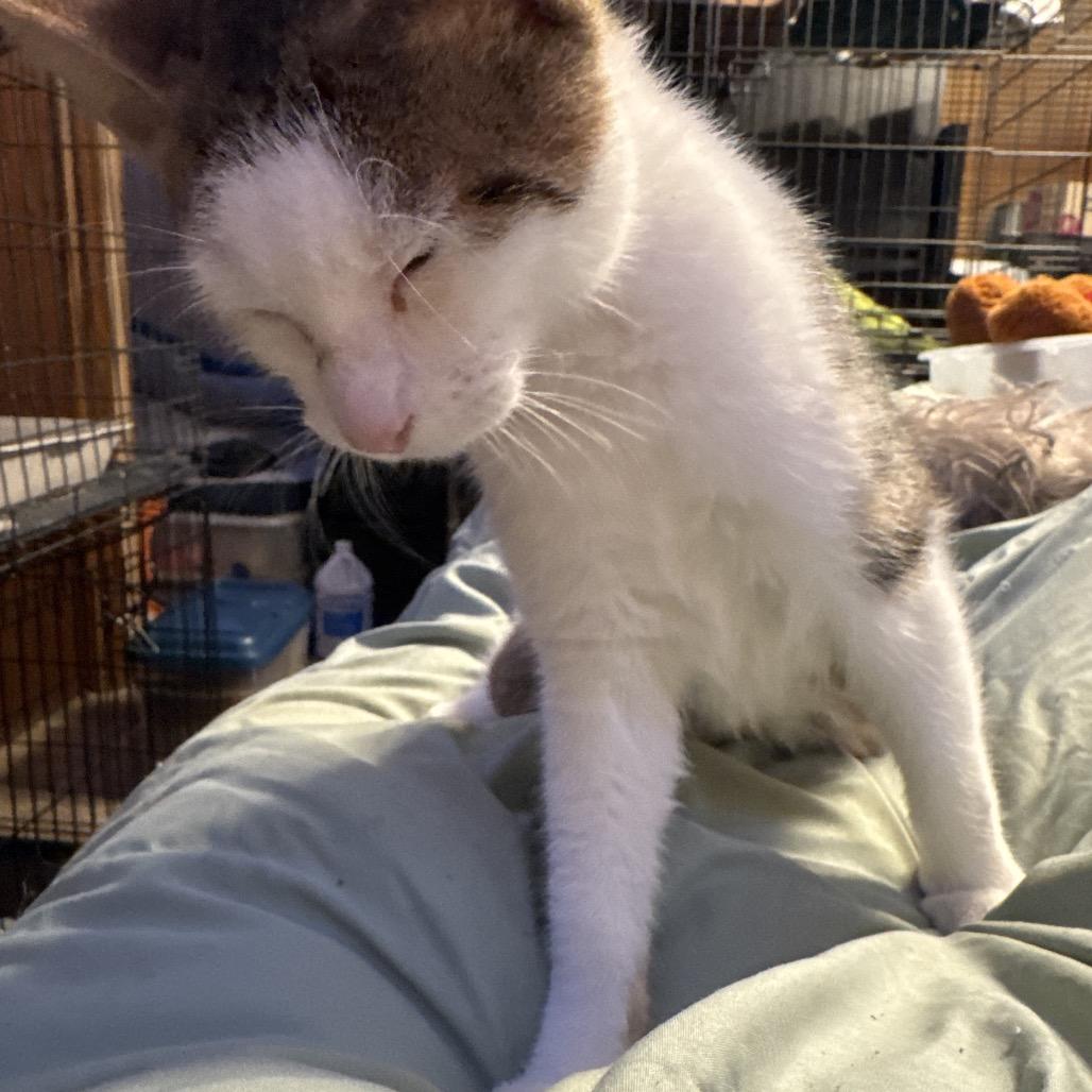 Charlie, Adoptable, Young Male Manx.