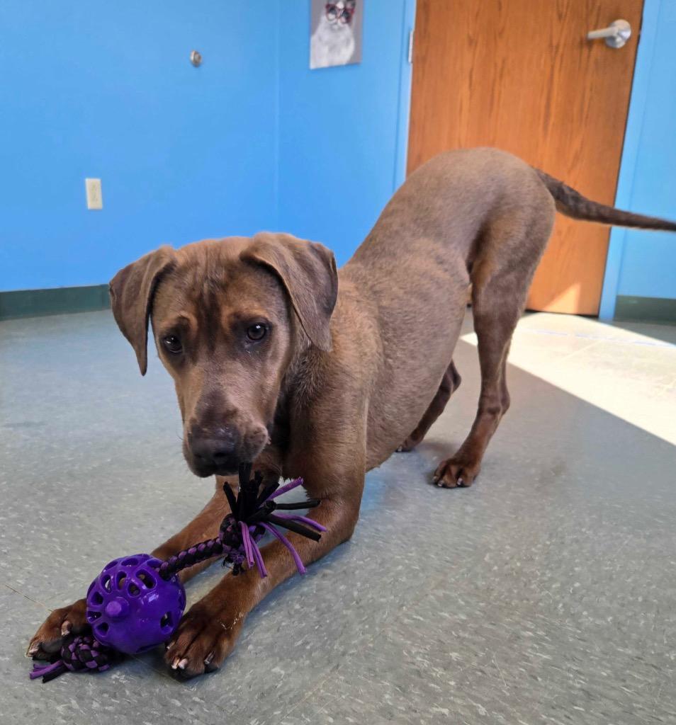 Snuggles, Adoptable, Young Male Weimaraner & Hound.