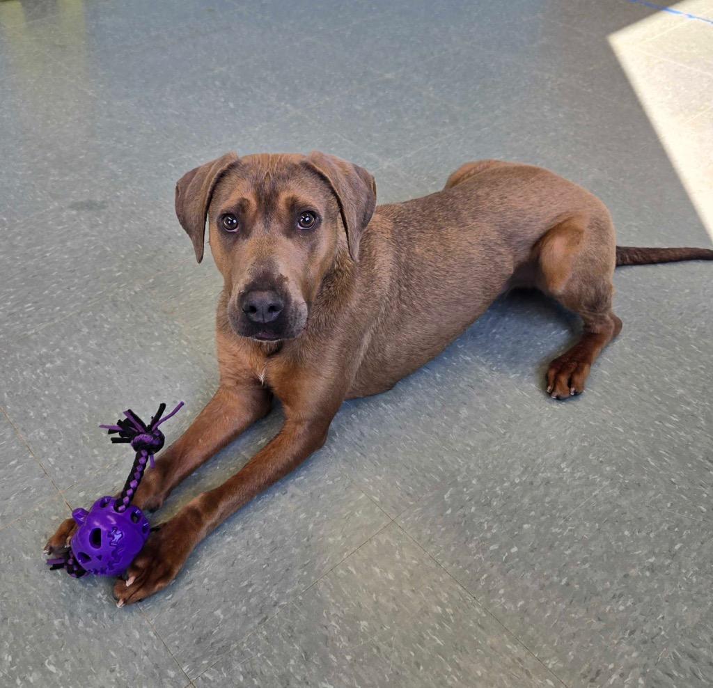 Enlarge Snuggles, a Adoptable mixed breed in Lima, OH image 2/4