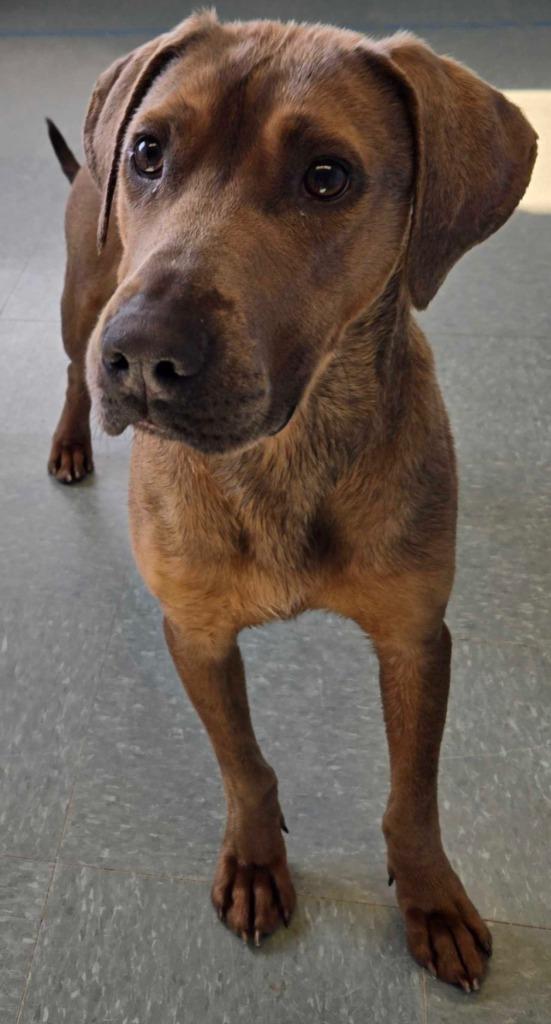 Enlarge Snuggles, a Adoptable mixed breed in Lima, OH image 3/4
