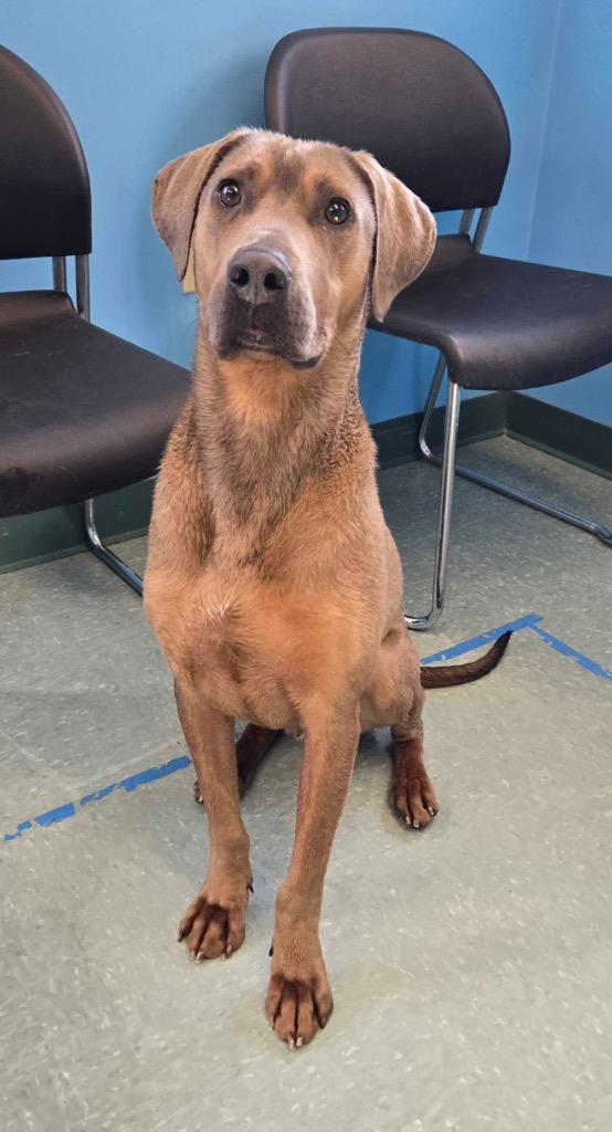 Enlarge Snuggles, a Adoptable mixed breed in Lima, OH image 4/4