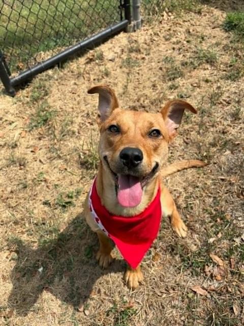 Enlarge RUBY, a Adoptable mixed breed in Pasadena, TX image 1/1