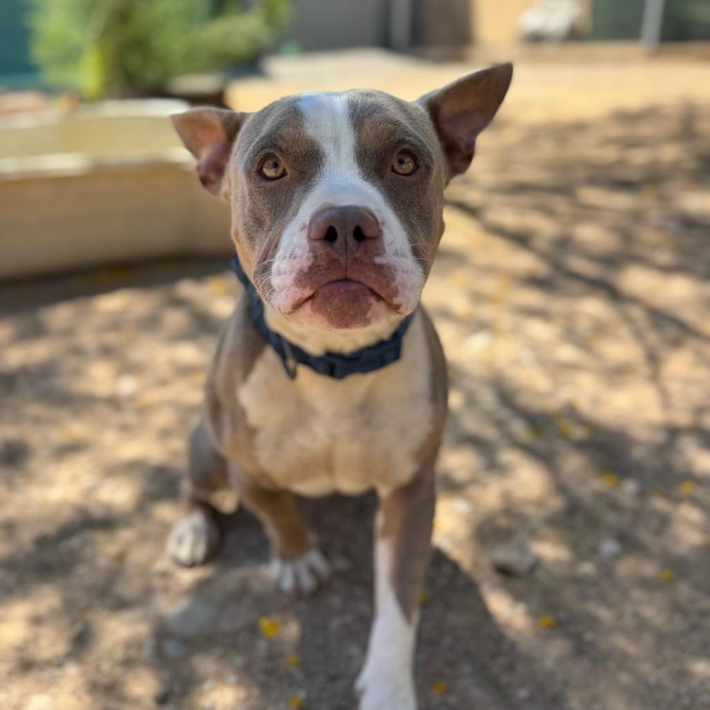 Gaucho, Adoptable, Adult Male English Bulldog & Mixed Breed.