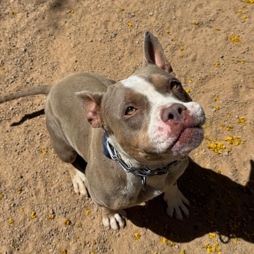 Enlarge Gaucho, a Adoptable mixed breed in Las Vegas, NV image 2/6