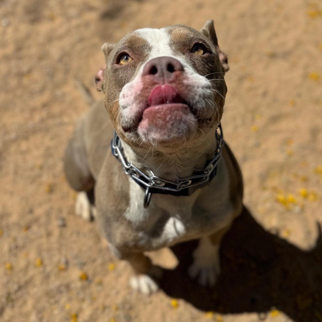 Enlarge Gaucho, a Adoptable mixed breed in Las Vegas, NV image 3/6