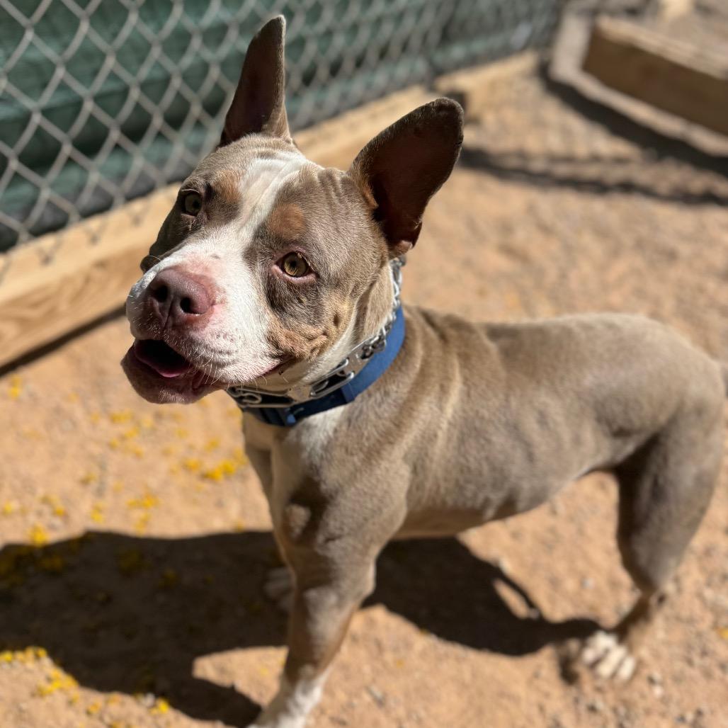Enlarge Gaucho, a Adoptable mixed breed in Las Vegas, NV image 4/6
