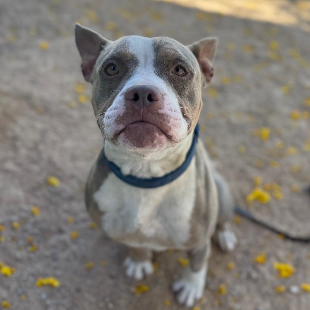 Enlarge Gaucho, a Adoptable mixed breed in Las Vegas, NV image 5/6