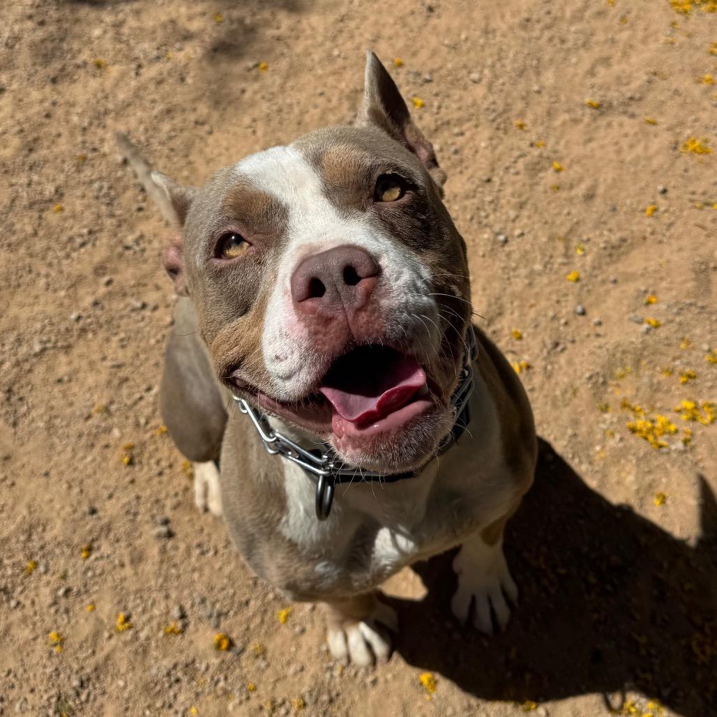Enlarge Gaucho, a Adoptable mixed breed in Las Vegas, NV image 6/6