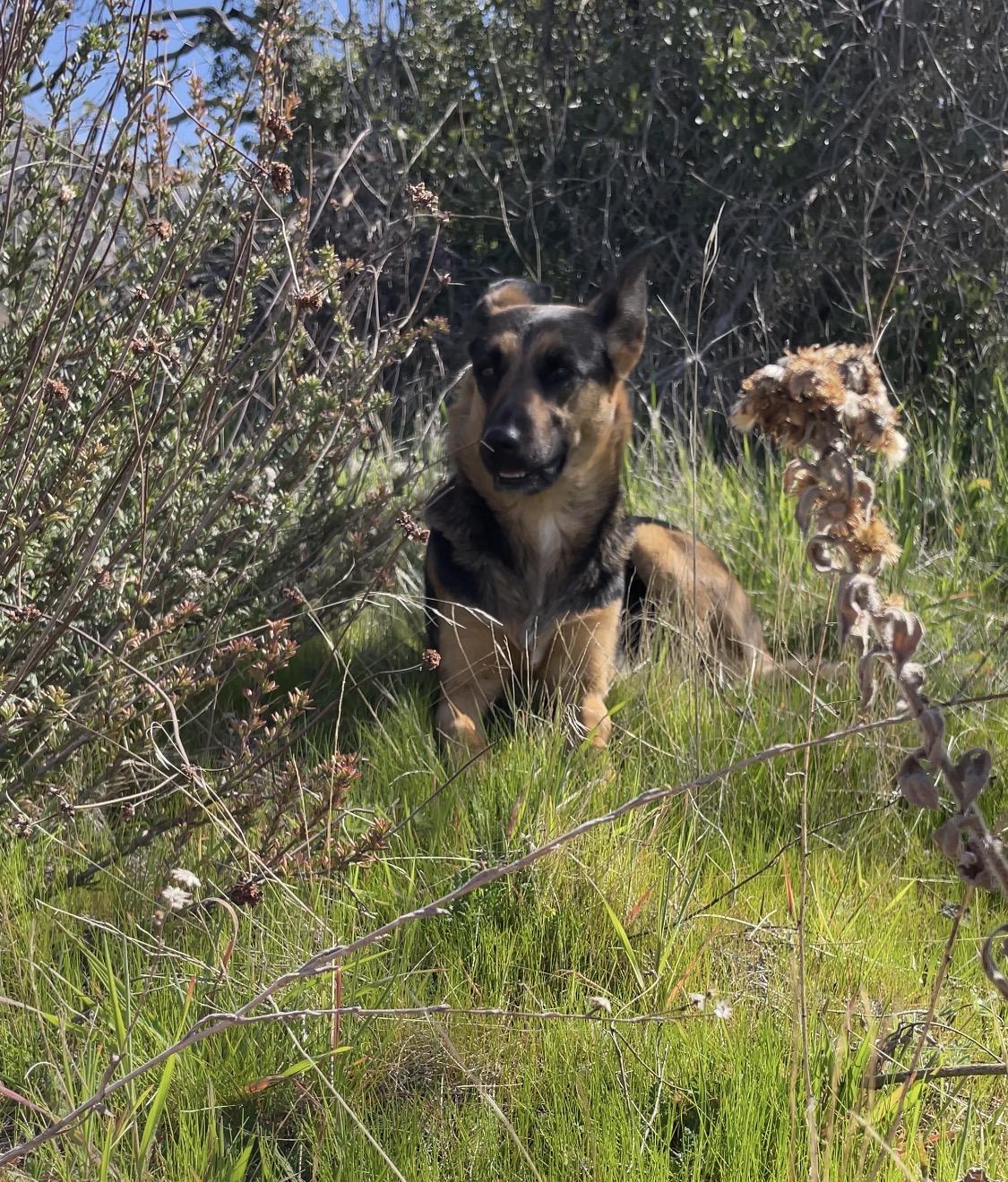 Enlarge Myia, a ADOPTABLE mixed breed in Forest Falls, CA image 3/5