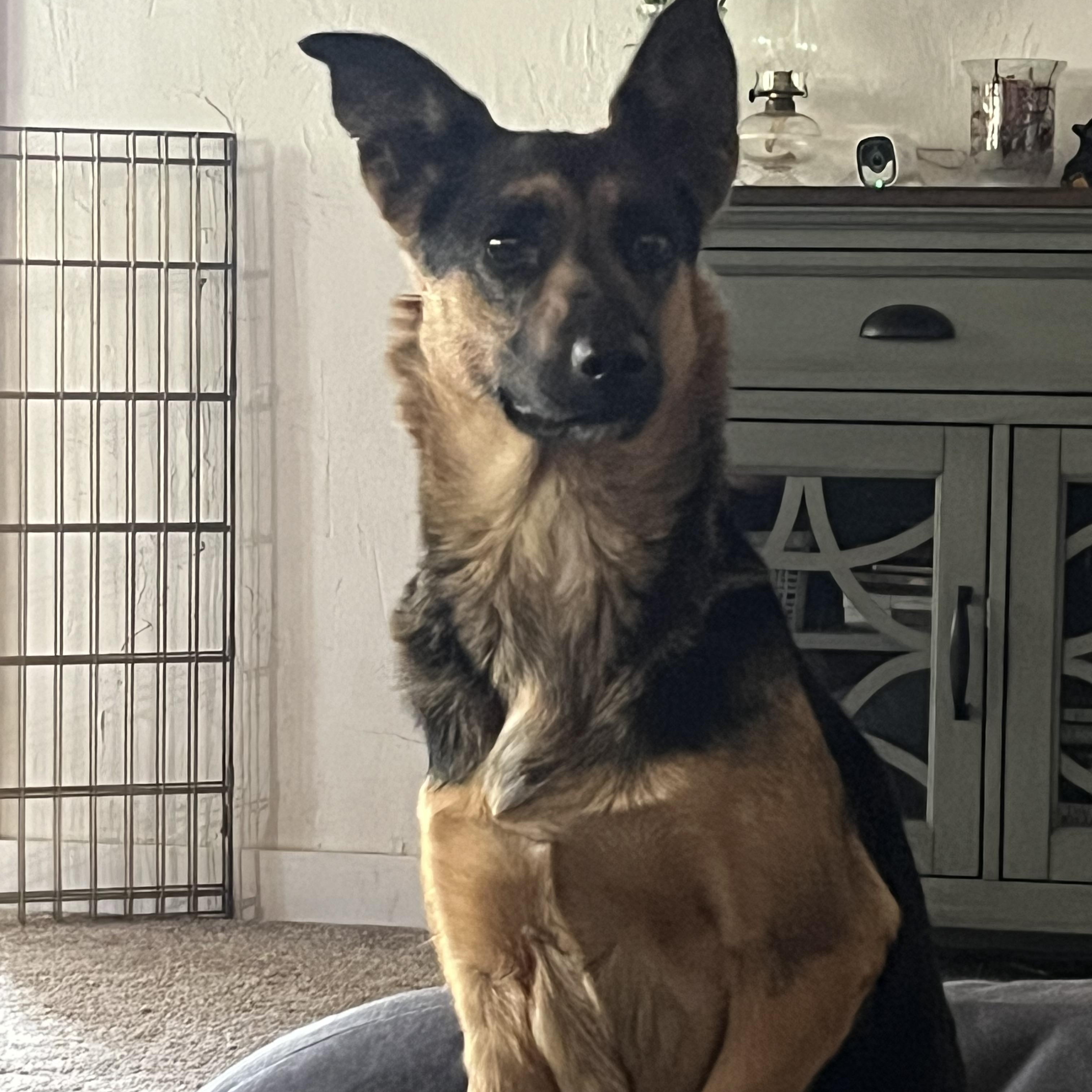 Enlarge Myia, a ADOPTABLE mixed breed in Forest Falls, CA image 2/5