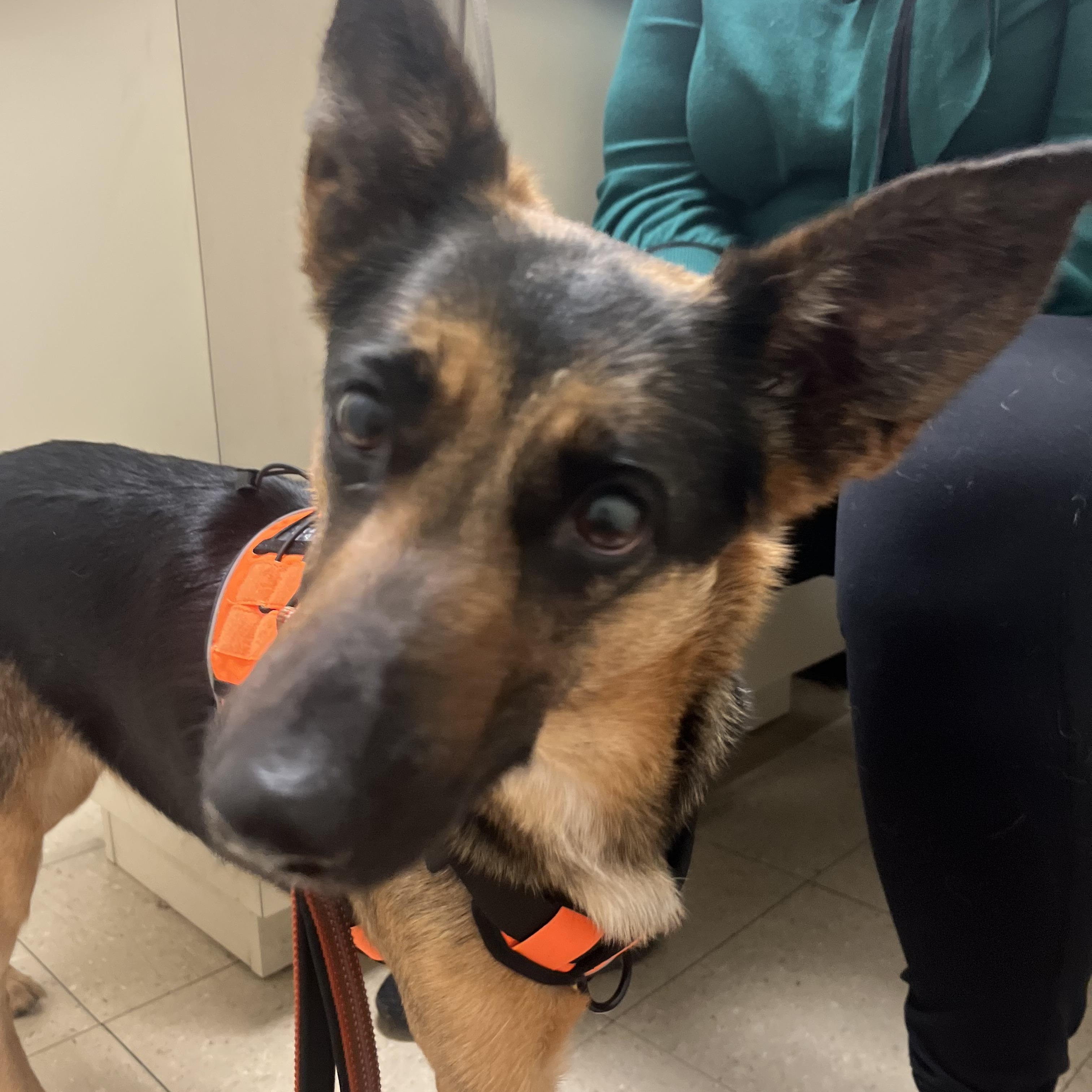 Enlarge Myia, a ADOPTABLE mixed breed in Forest Falls, CA image 1/5