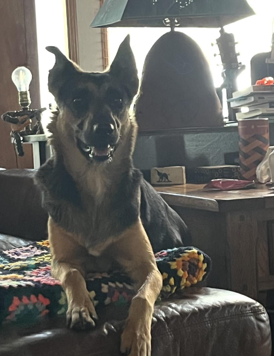 Enlarge Myia, a ADOPTABLE mixed breed in Forest Falls, CA image 4/5