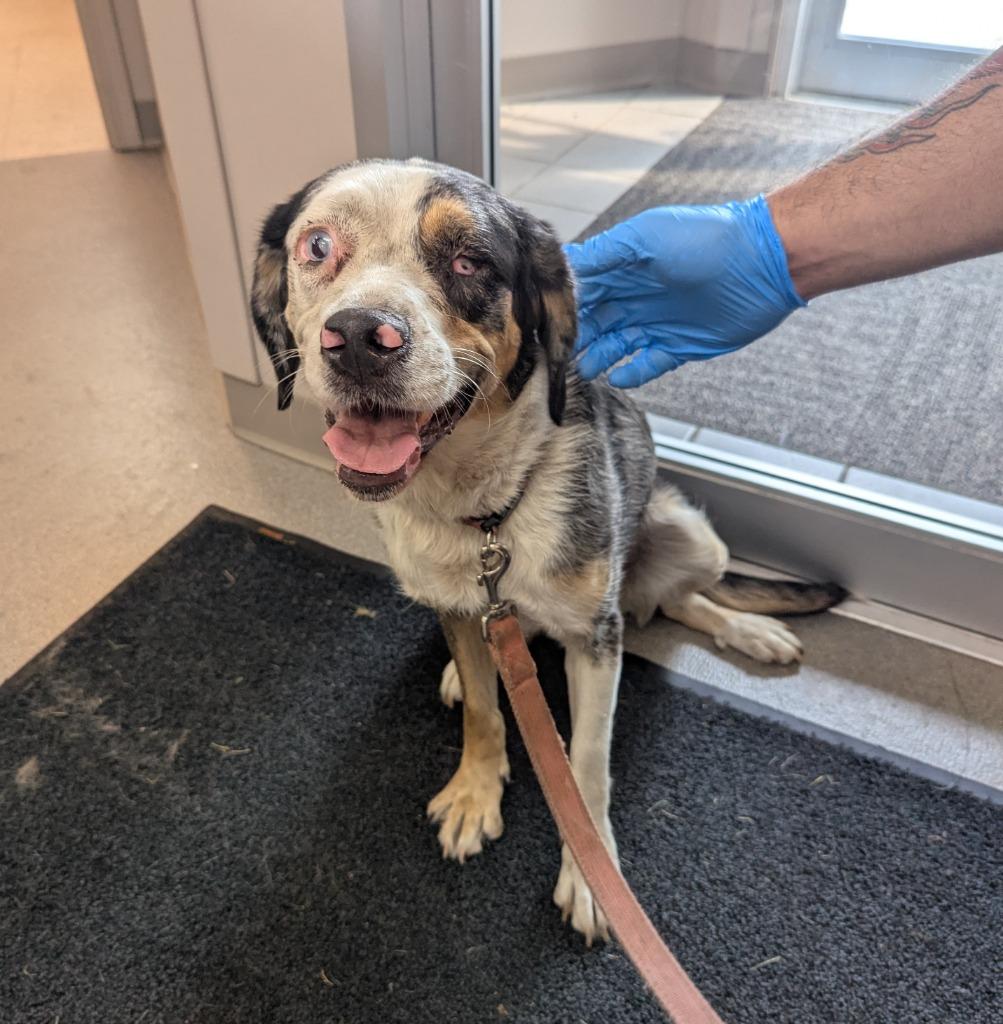 Grandma, Adoptable, Adult Female Australian Shepherd.