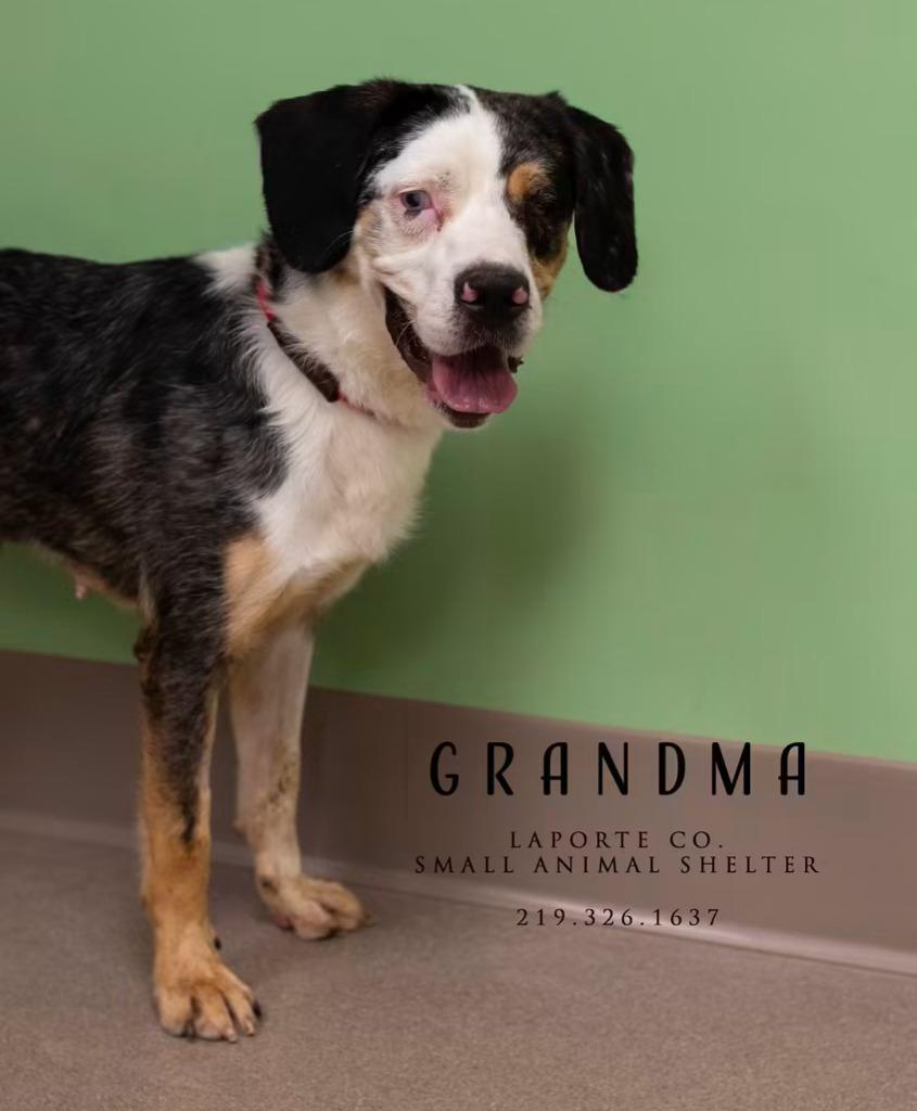 Enlarge Grandma, a Adoptable Australian Shepherd in La Porte, IN image 2/3