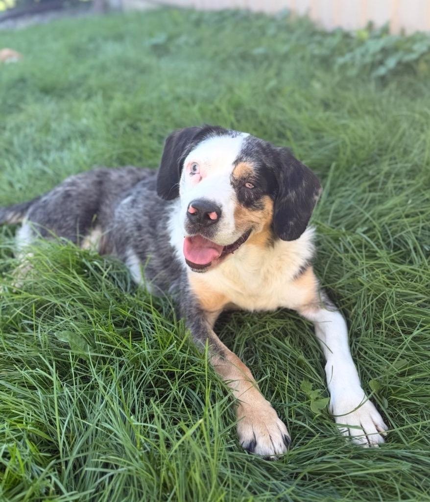 Enlarge Grandma, a Adoptable Australian Shepherd in La Porte, IN image 3/3