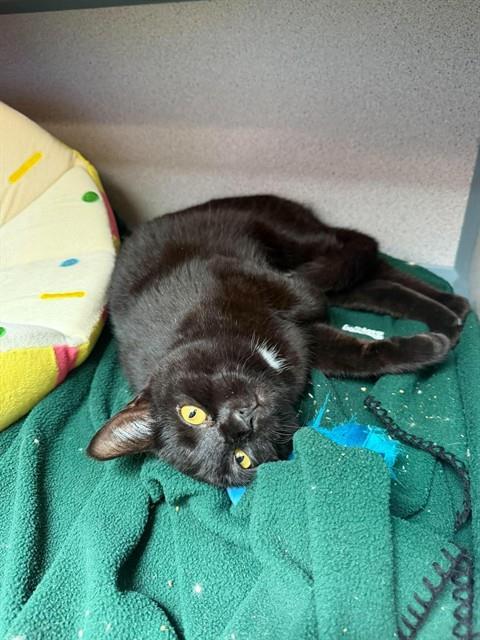 Enlarge ALOE VERA WENG, a Adoptable Domestic Short Hair in Aliquippa, PA image 1/1