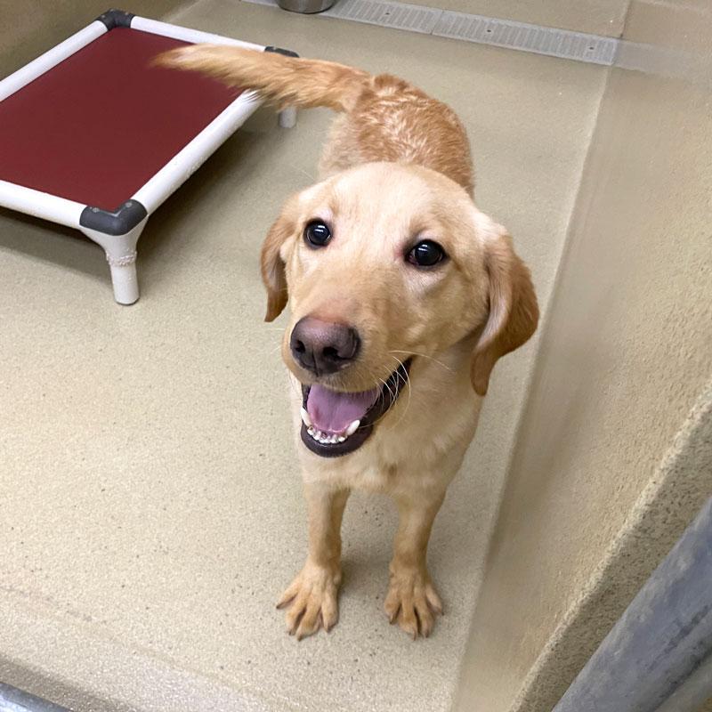 Yellow #20742, adopted, Puppy Male Yellow Labrador Retriever.