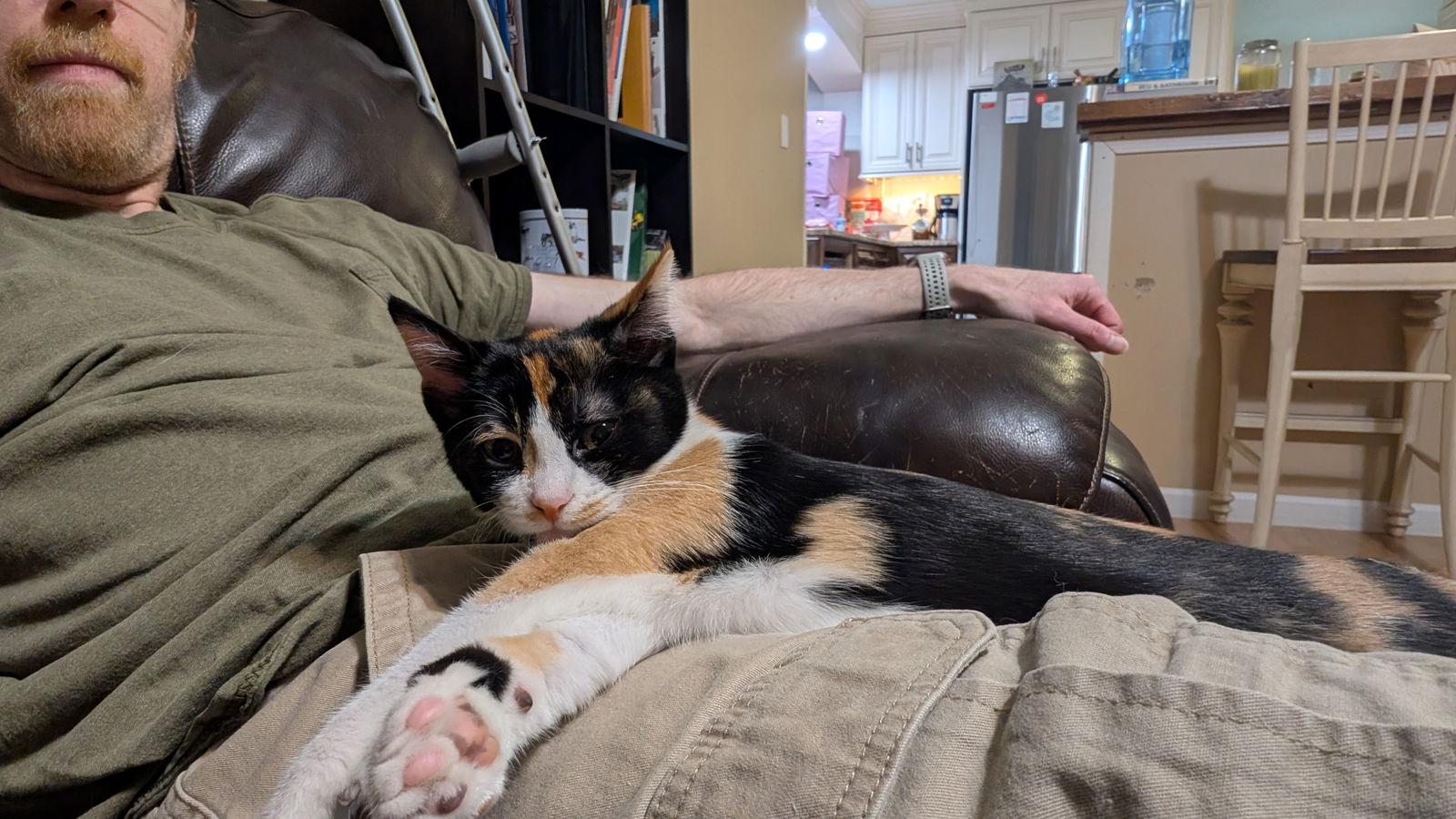 Butterscotch Wright, Adopted, Kitten Female Domestic Short Hair & Calico.