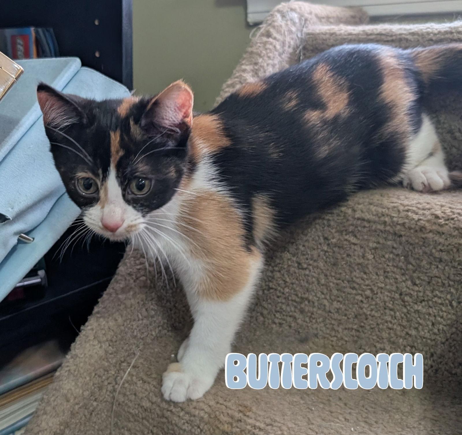 Enlarge Butterscotch Wright, a Adopted mixed breed in Alpharetta, GA image 2/3